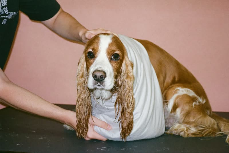 A spaniel being towel-dried on a grooming table