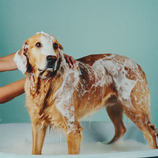 A cockapoo in a grooming tub, lathered in shampoo suds