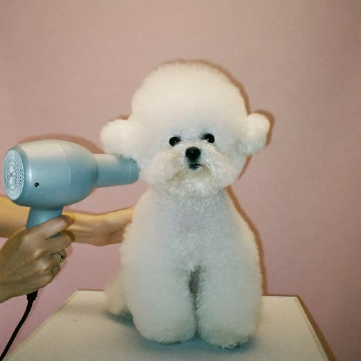 A bichon frise being blow-dried on a grooming table