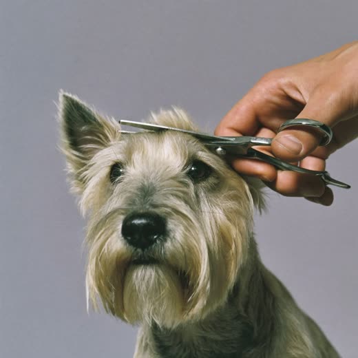 A terrier having its face trimmed with scissors and a comb